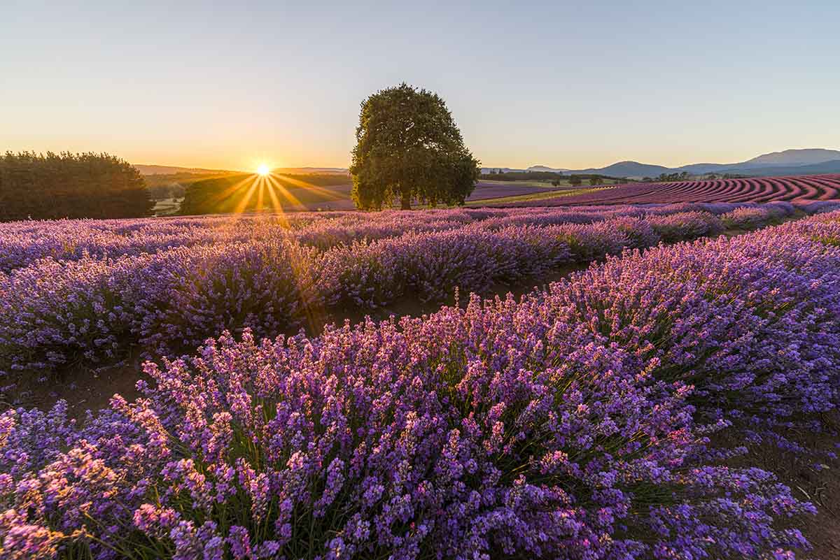 Cánh đồng hoa oải hương ở Tasmania